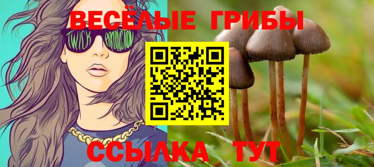 Псилоцибиновые грибы Psilocybe Сосновоборск